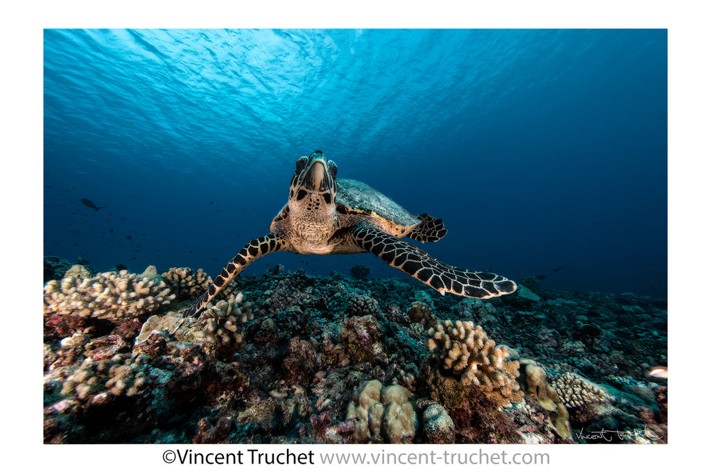 Thanks to "Te Mana o te Moana", Mokarran introduces you: The key to identifying sea turtles