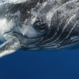 Cache-cou Oeil de la Baleine