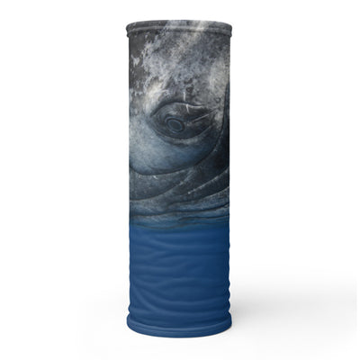 Cache-cou Baleine