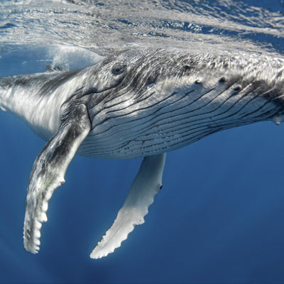 Cache-cou Baleine