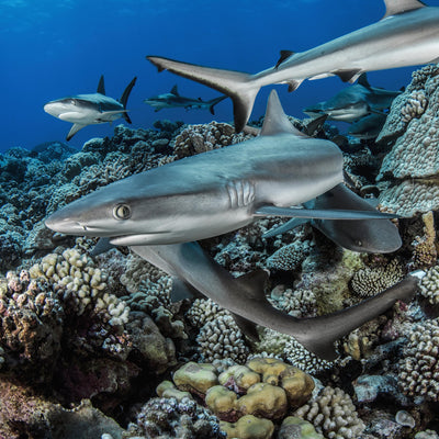 Cache-cou BOULE DE REQUIN