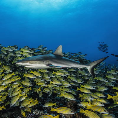 Cache-cou MASQUE requin fakarava sud