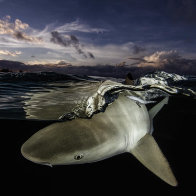 Cache-cou Requin sunset