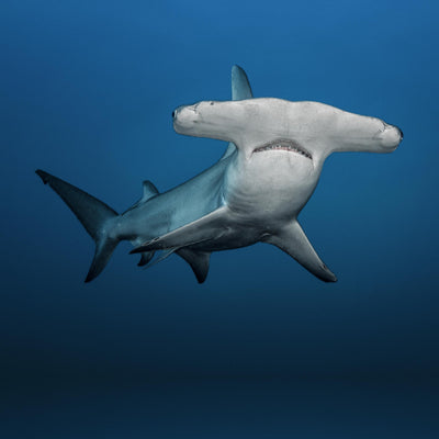 Cache-cou Requin marteau