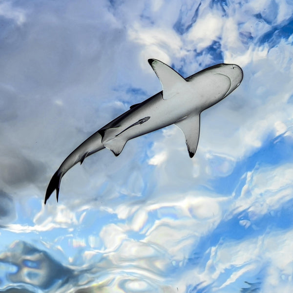 Cache-cou Requin dans le ciel