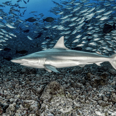Cache-cou Requin bordé