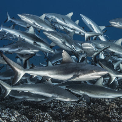 Cache-cou Requin gris Fakarava