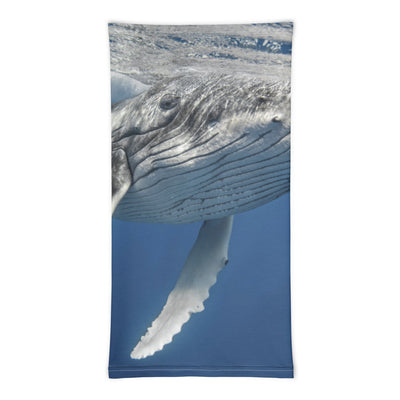 Cache-cou Baleine