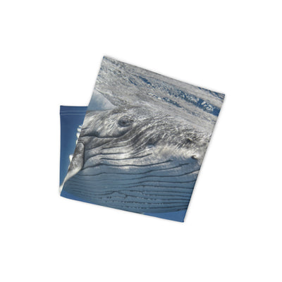 Cache-cou Baleine