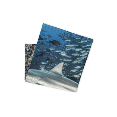 Cache-cou Requin bordé