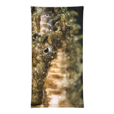 Cache-cou Hippocampe