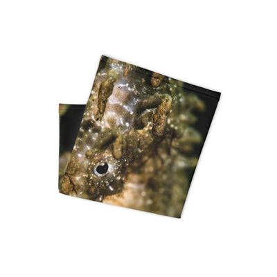 Cache-cou Hippocampe